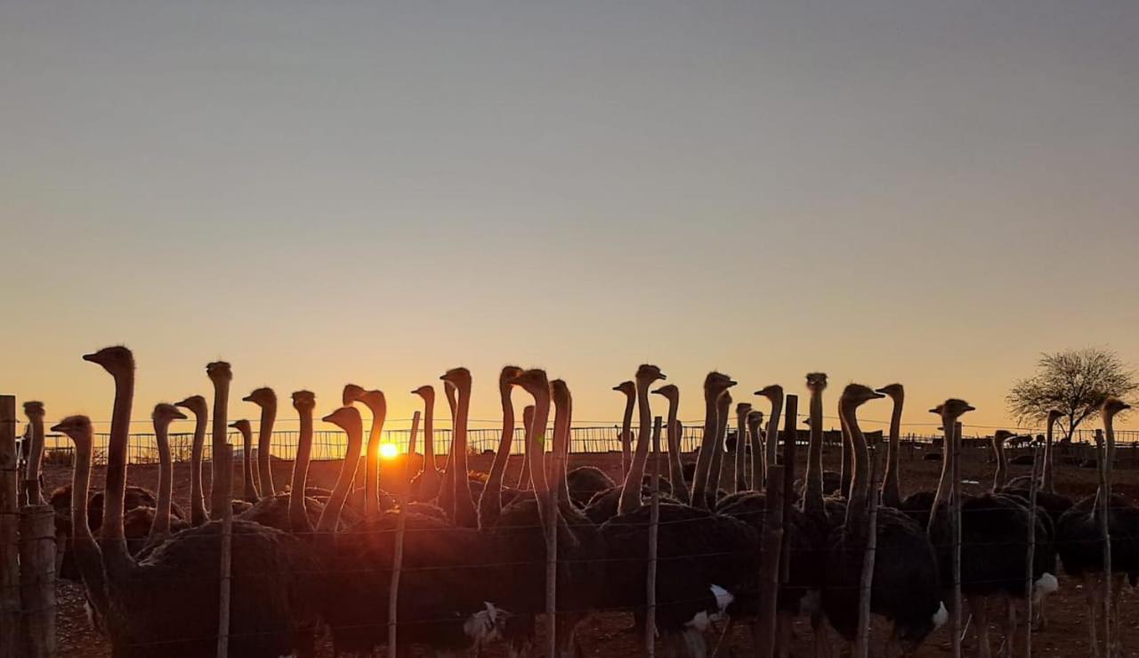 Appartamento Pureplaas Self Catering Volmoed Oudtshoorn Klein Karoo Esterno foto