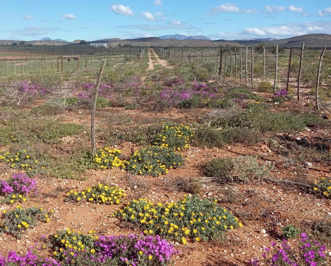 Appartamento Pureplaas Self Catering Volmoed Oudtshoorn Klein Karoo Esterno foto
