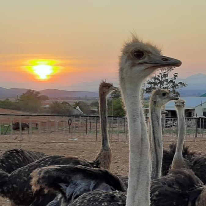 Appartamento Pureplaas Self Catering Volmoed Oudtshoorn Klein Karoo Esterno foto