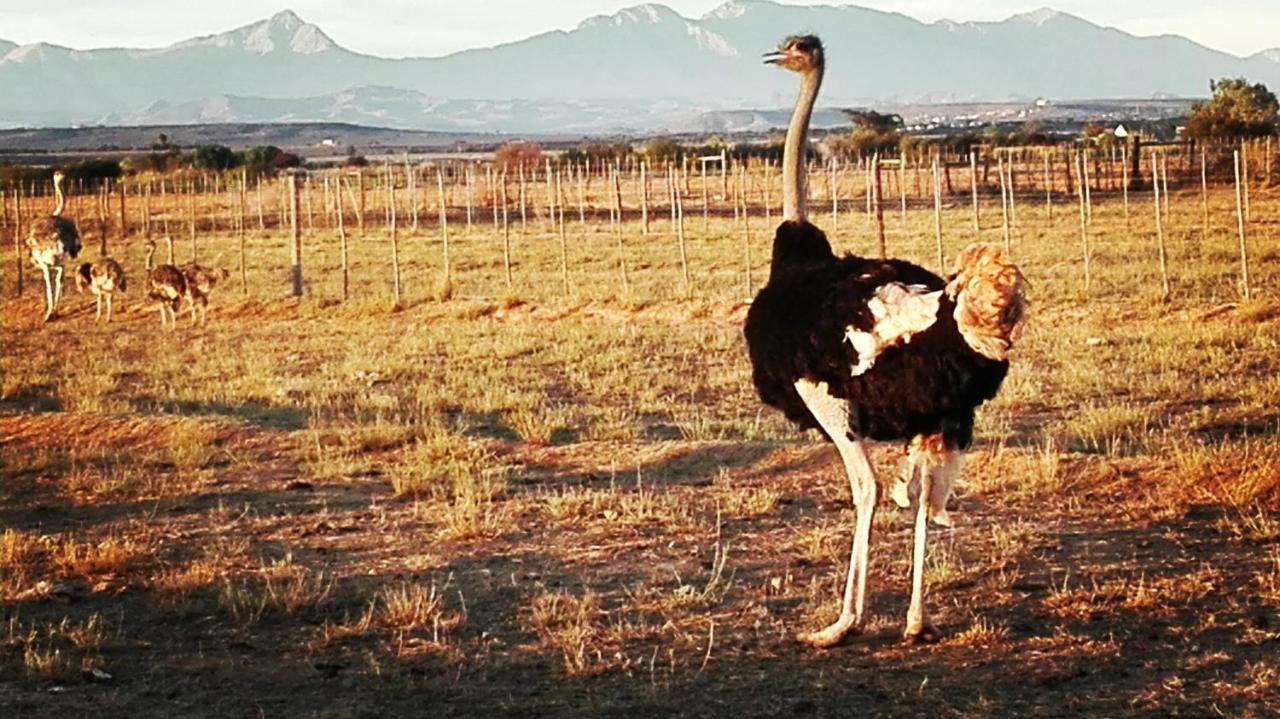 Appartamento Pureplaas Self Catering Volmoed Oudtshoorn Klein Karoo Esterno foto