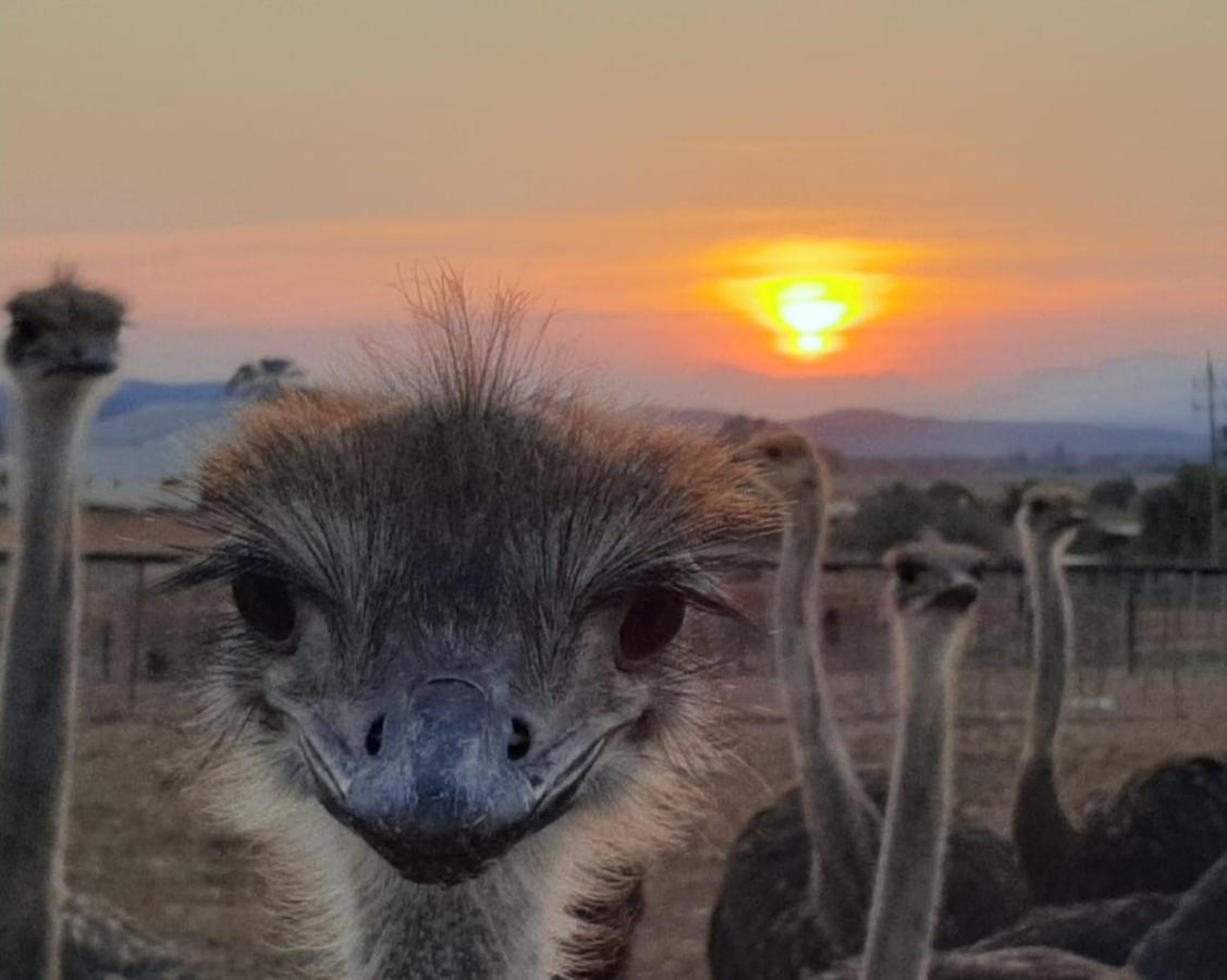 Appartamento Pureplaas Self Catering Volmoed Oudtshoorn Klein Karoo Esterno foto